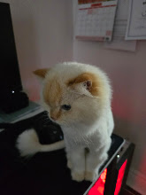 White cat sitting on a desk